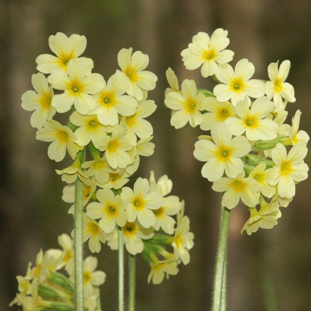 Primula elatior - Primevère élevée