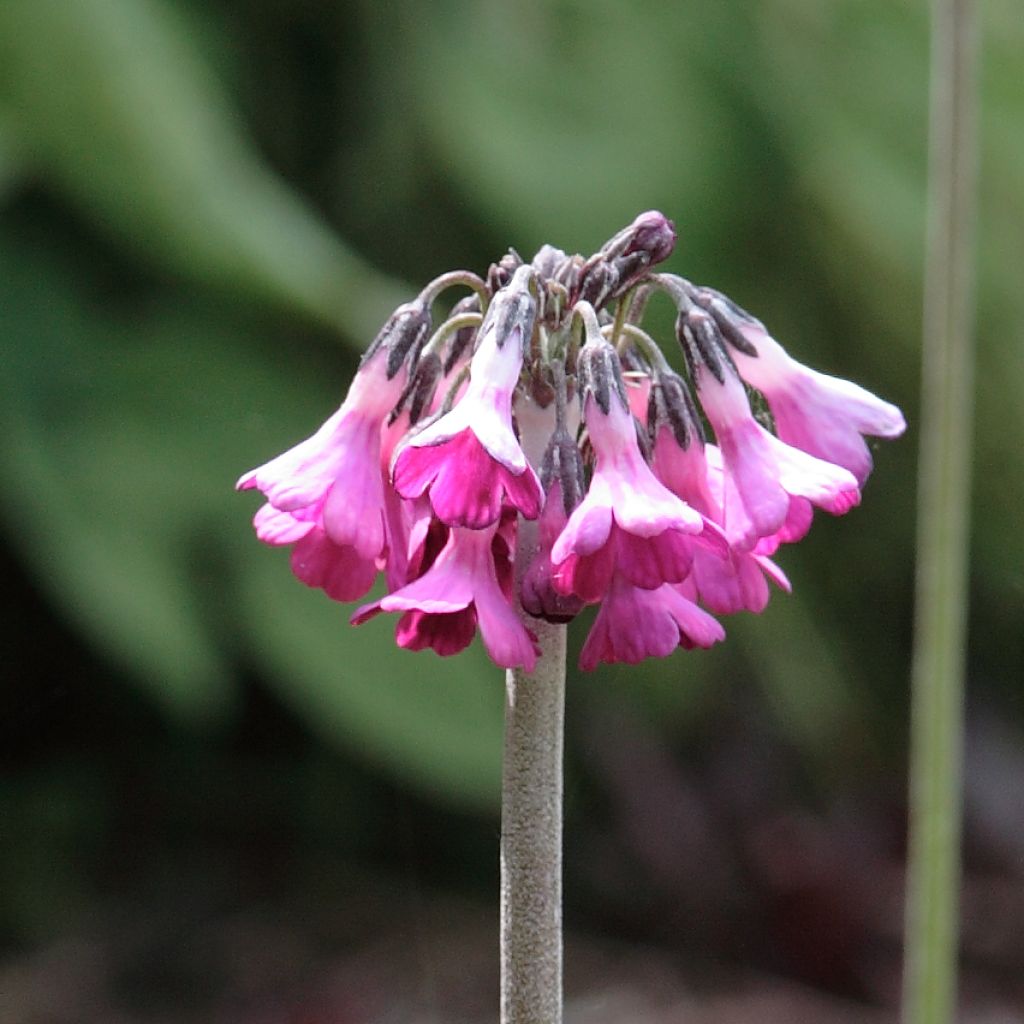 Primevère - Primula secundiflora