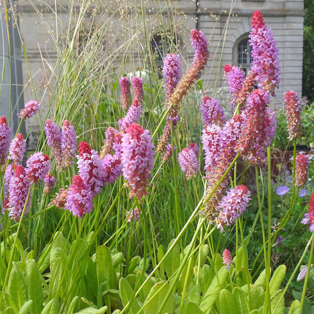 Primevère - Primula vialii