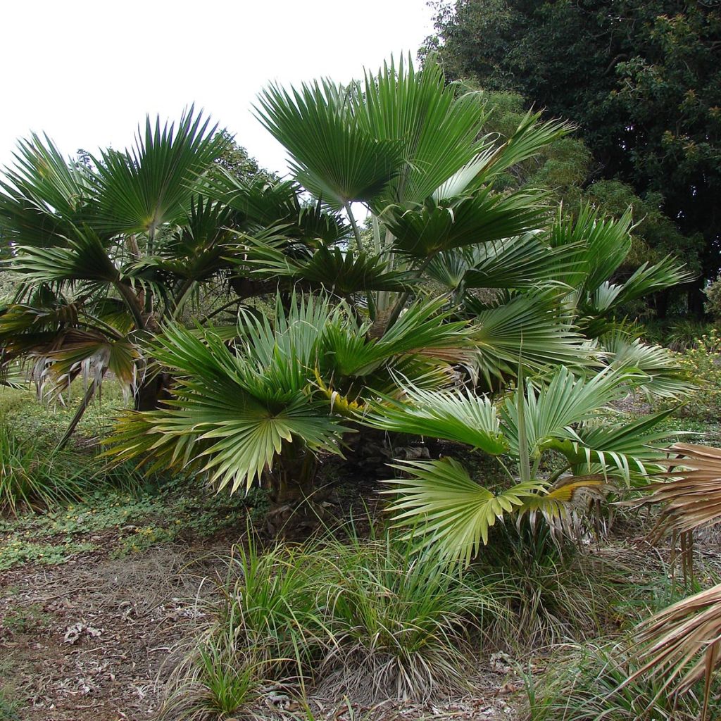 Pritchardia hillebrandii - Palmier d'Hawaï