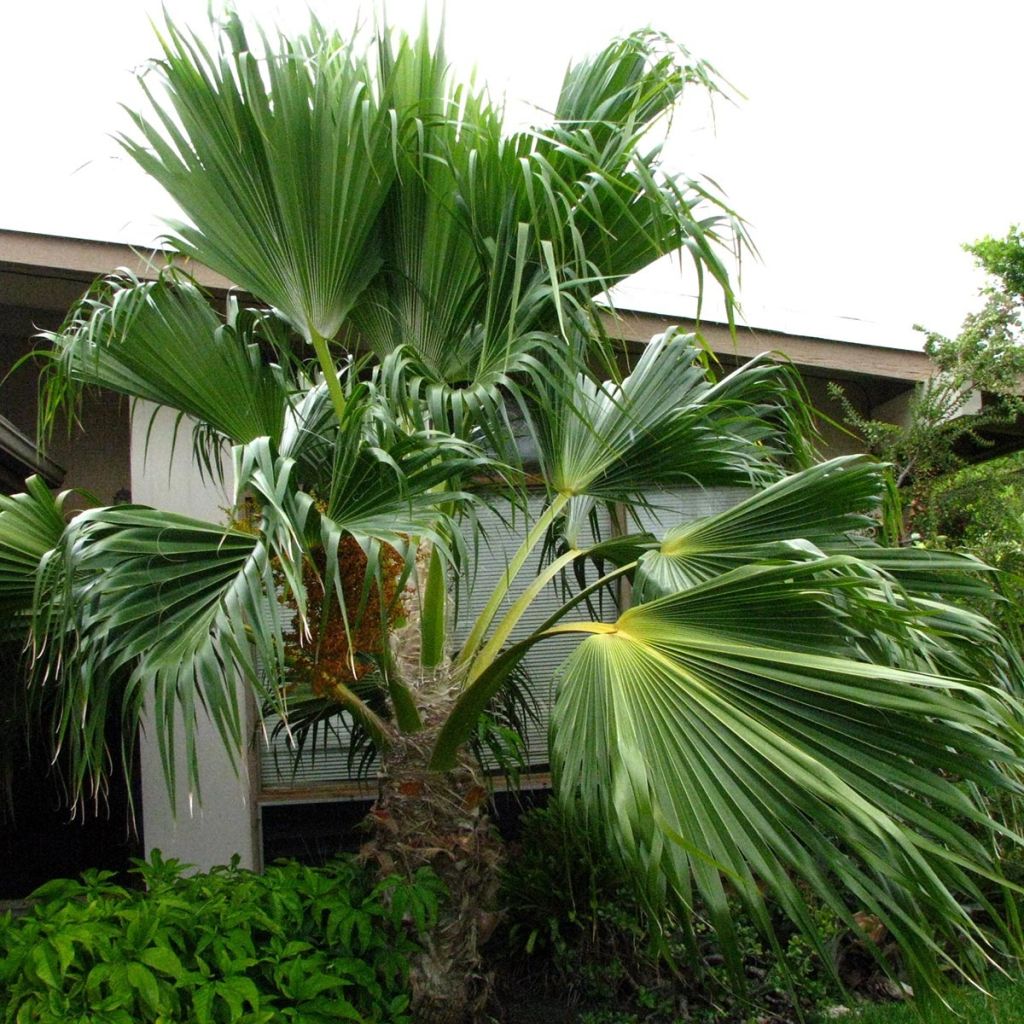 Pritchardia remota - Palmier d'Hawaï