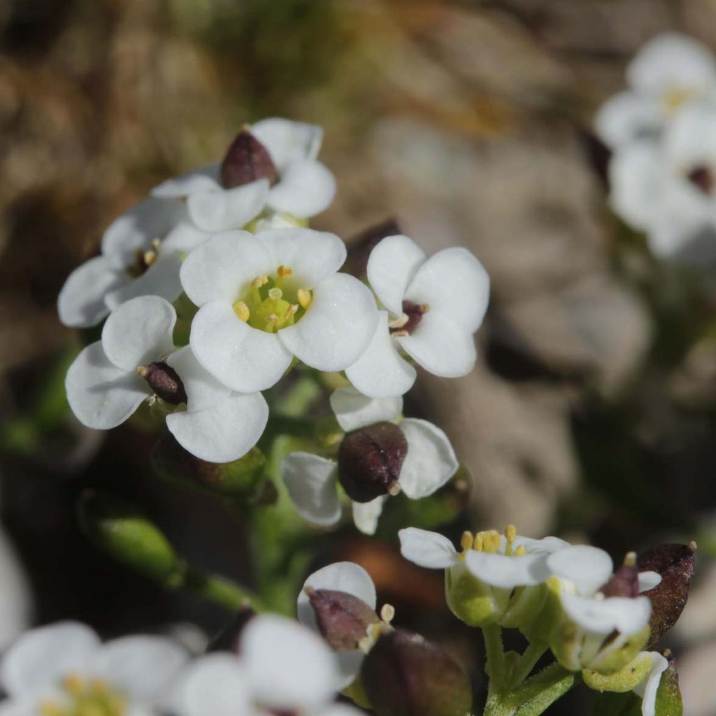 Pritzelago alpina - Hutchinsia alpina - Cresson des chamois.