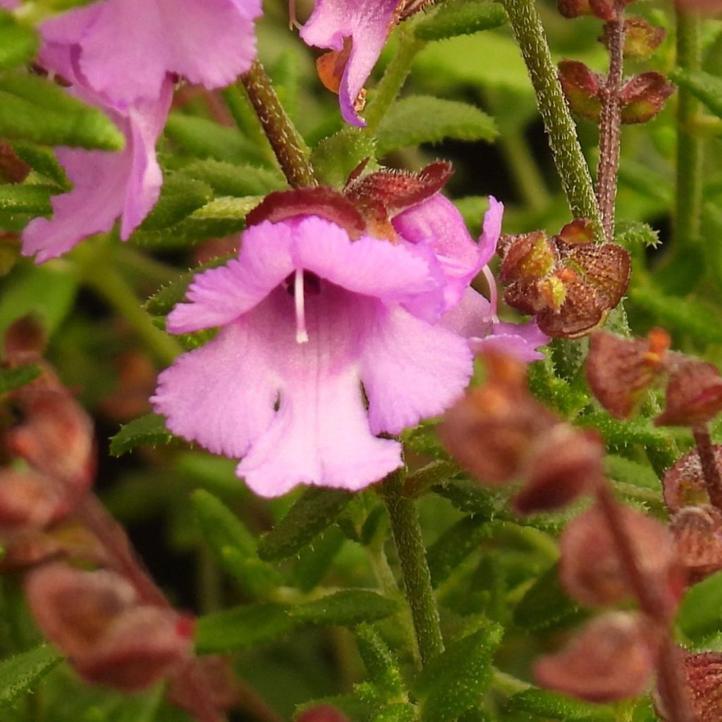 Prostanthera Rosetta - Menthe australienne