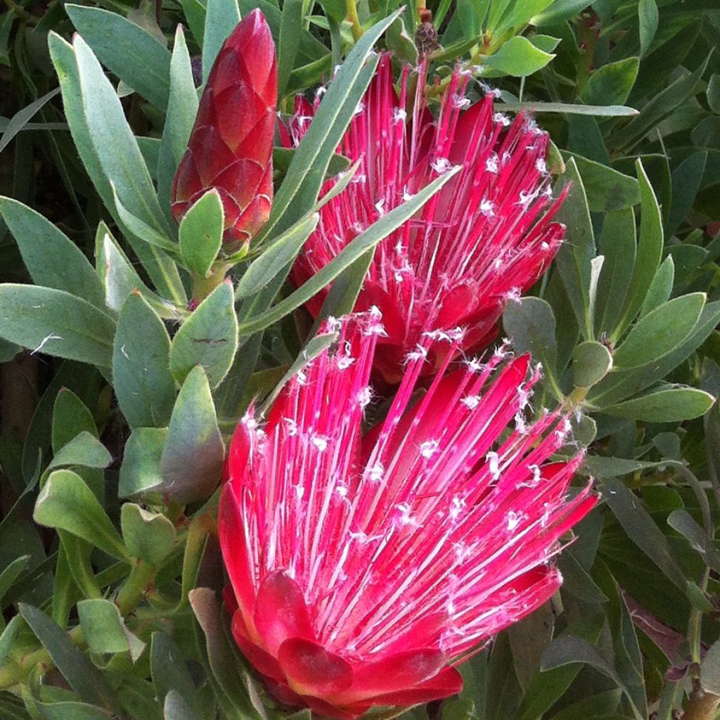 Protea Clark's Red - Protée hybride