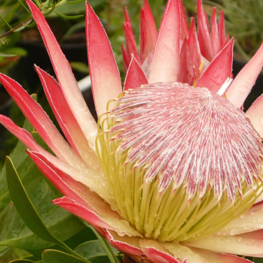 Protea Pink Crown - Protée hybride