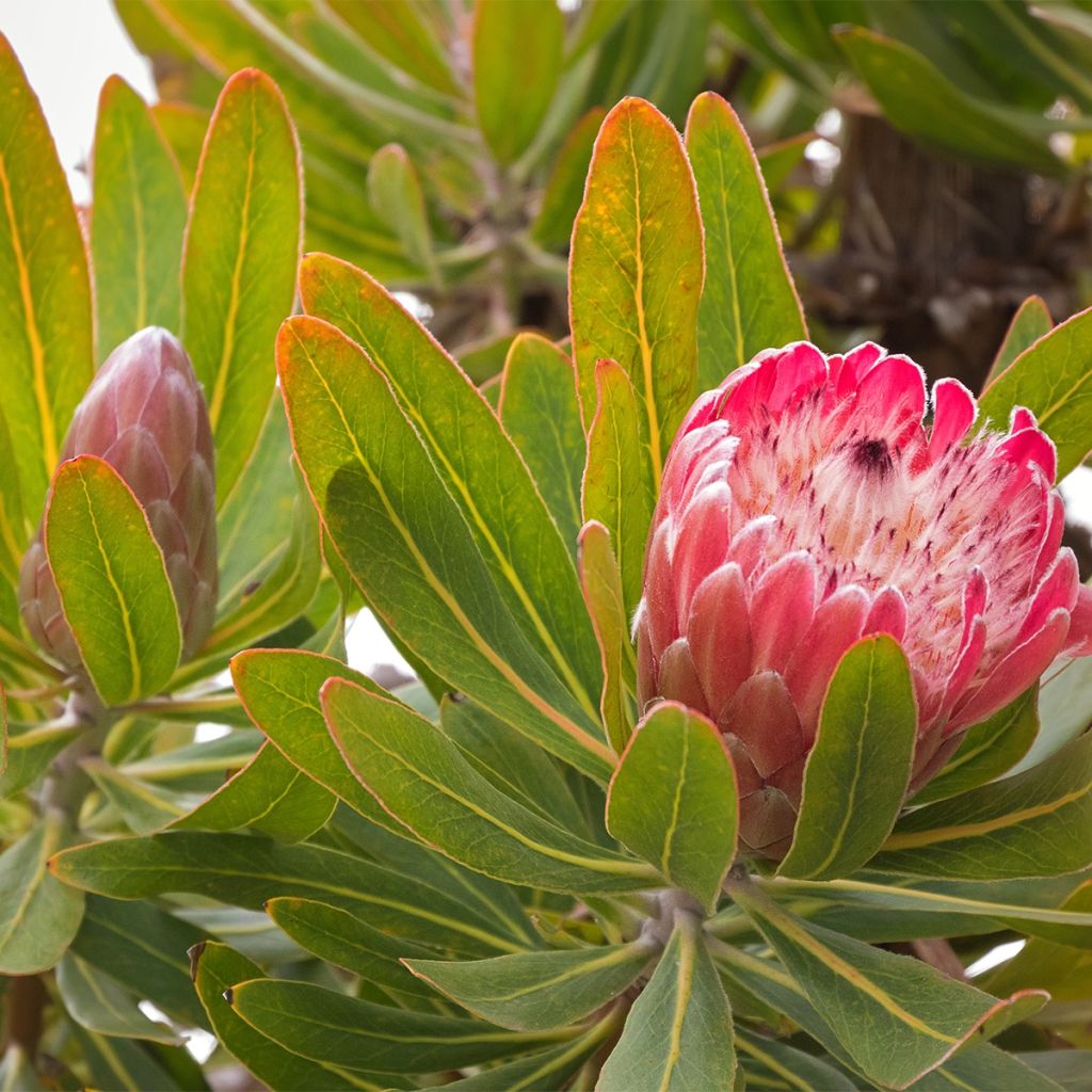 Protea Pink Ice - Protée hybride