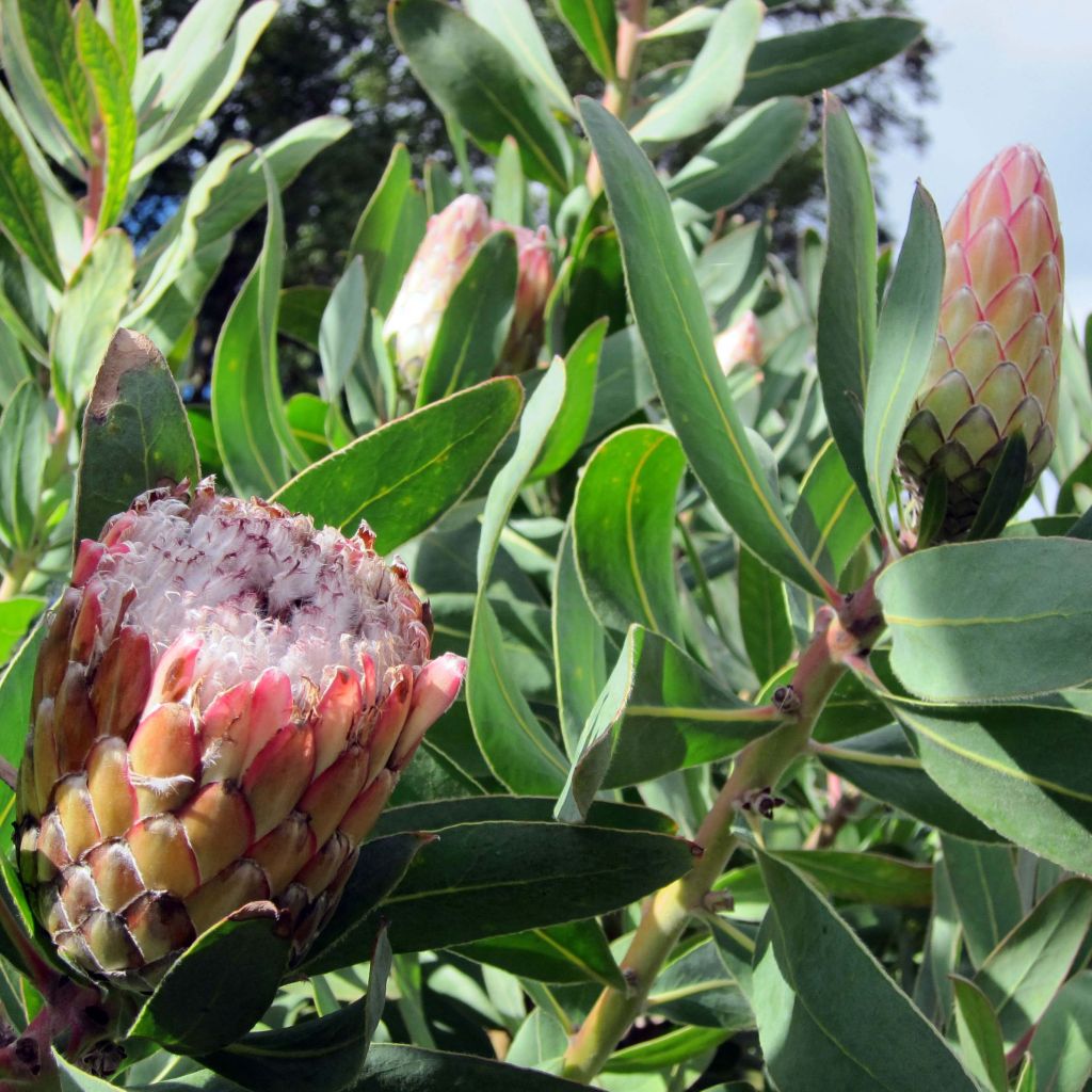 Protea Susara - Protée hybride