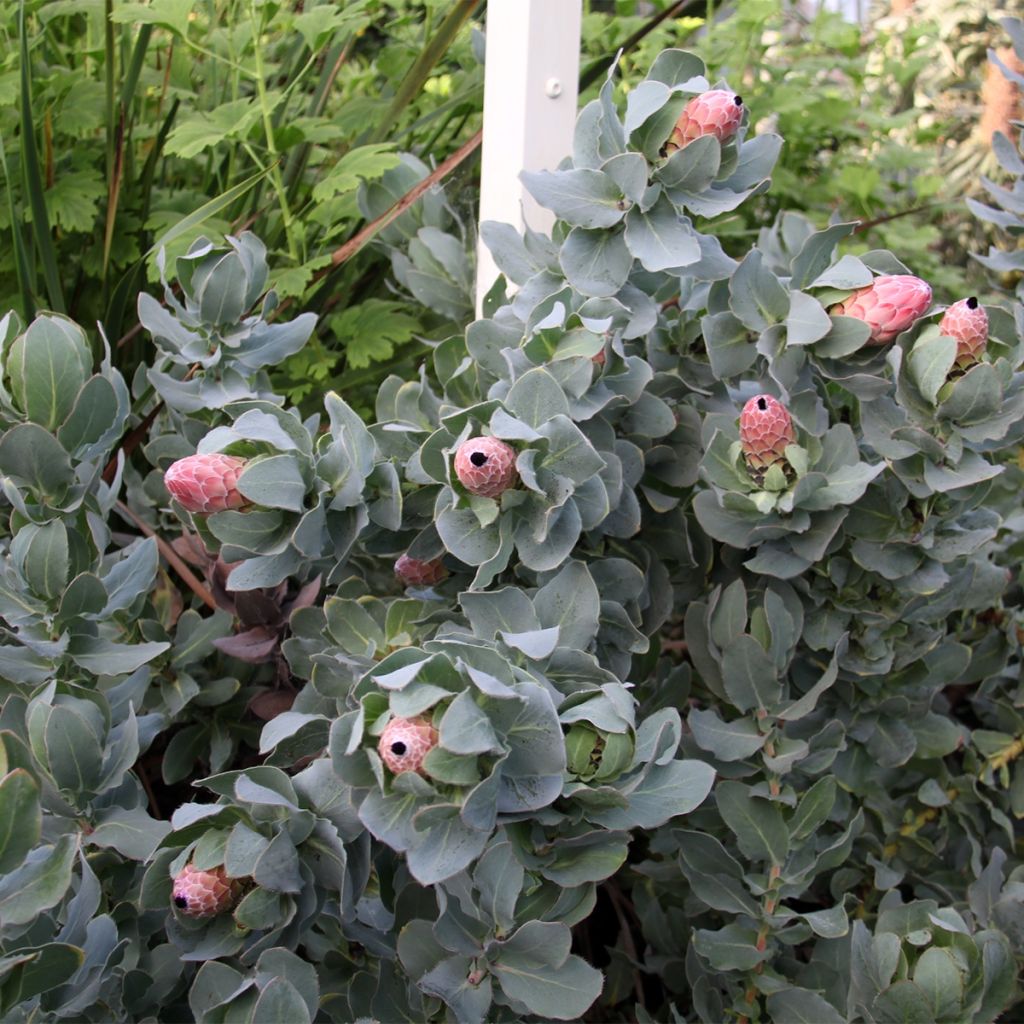 Protea eximia - Protée à feuilles larges