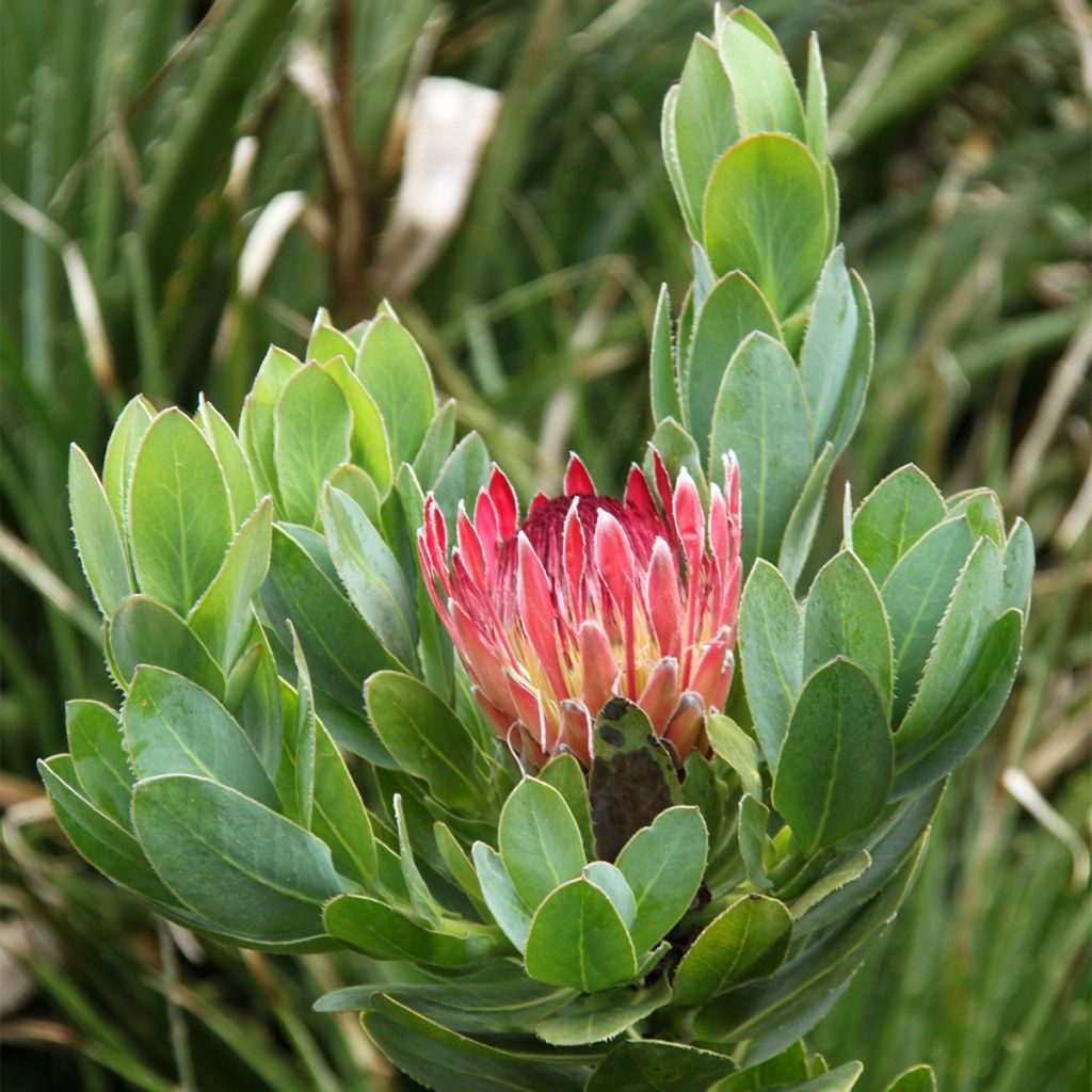 Protea eximia - Protée à feuilles larges