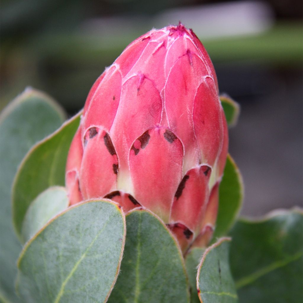 Protea eximia - Protée à feuilles larges