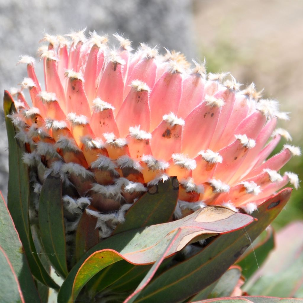 Protea magnifica - Protée magnifique, Reine Protée