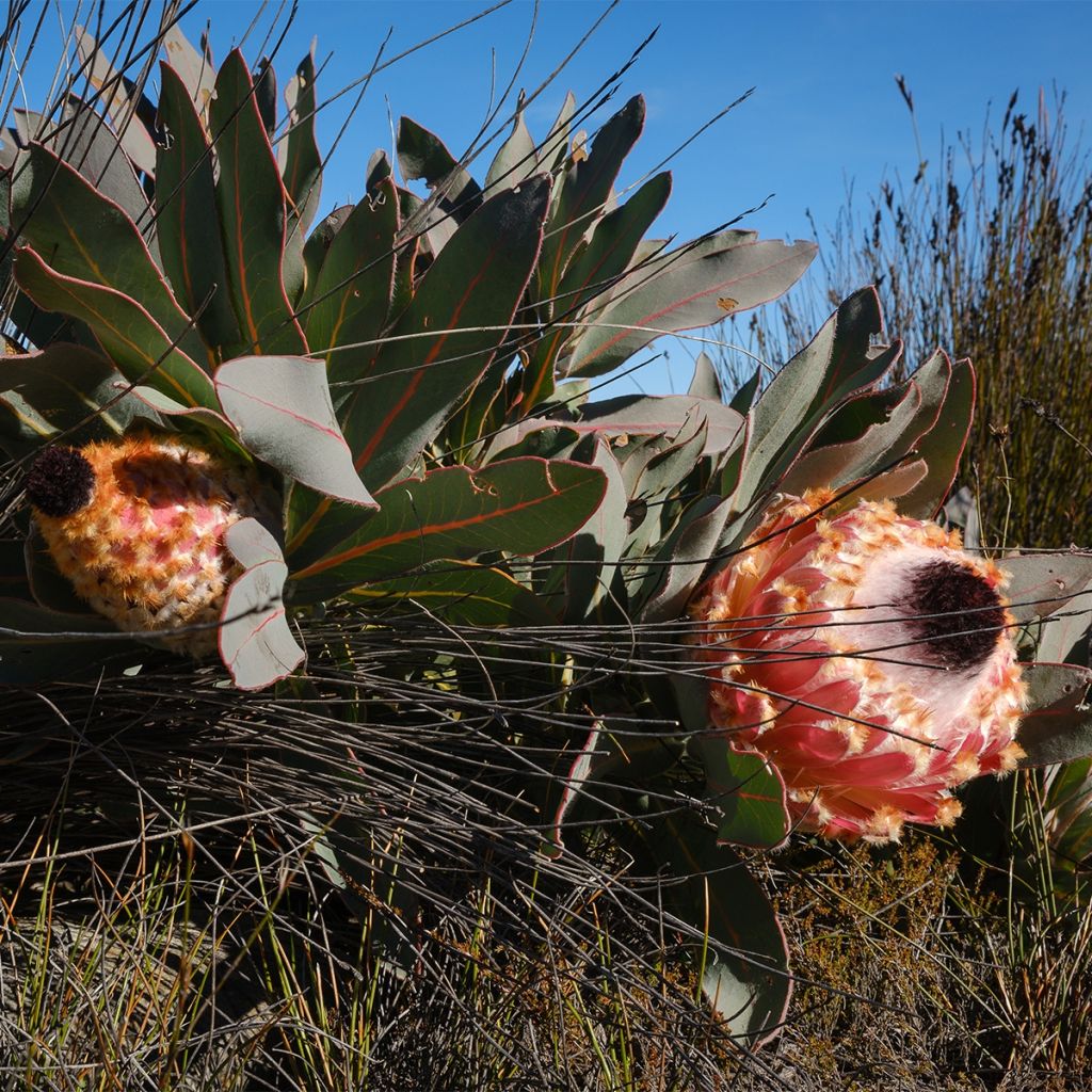 Protea magnifica - Protée magnifique, Reine Protée