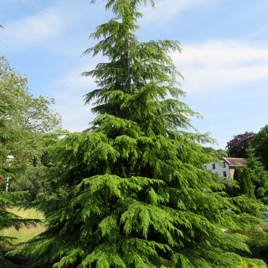 Pruche de l'Ouest - Tsuga heterophylla