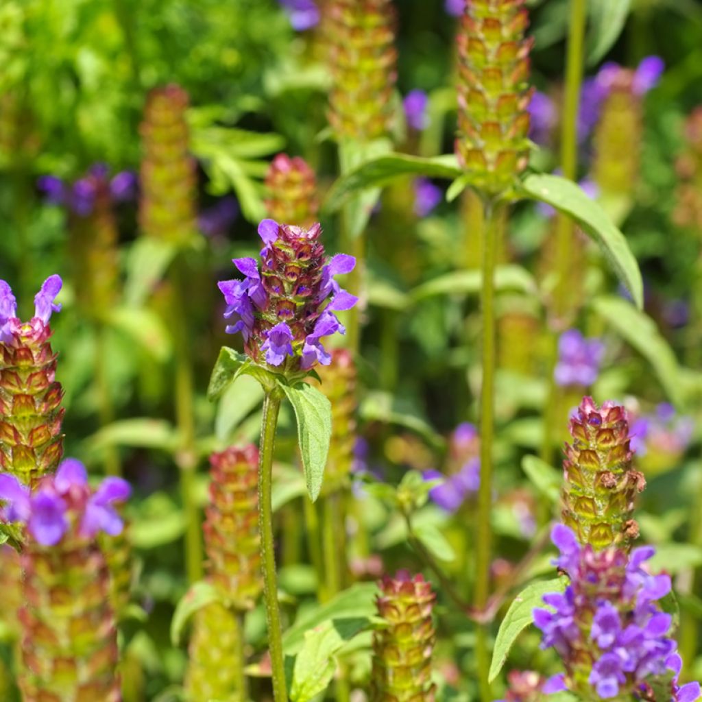 Prunella vulgaris - Brunelle commune