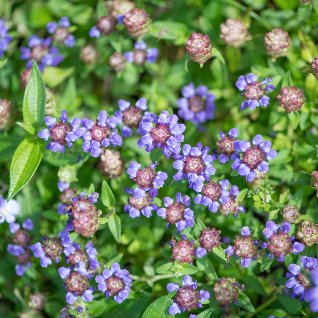 Prunella vulgaris - Brunelle commune