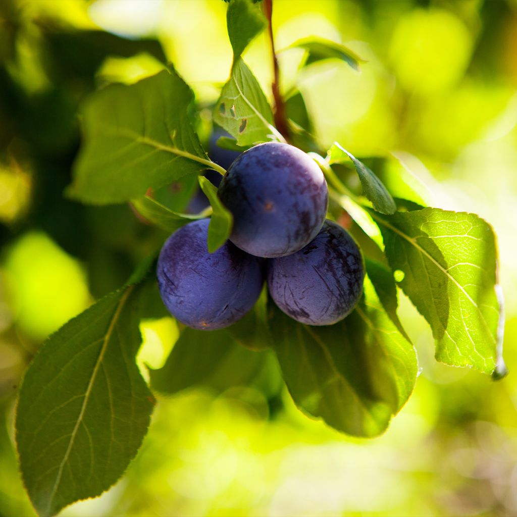 Prunier - Prunus domestica Perdrigon