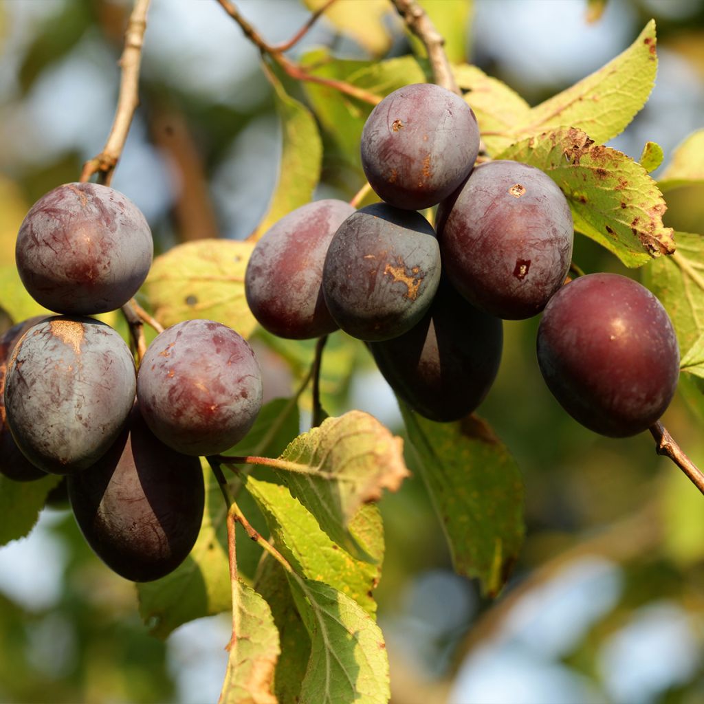 Prunier - Prunus domestica Wignon Buisson en racines nues