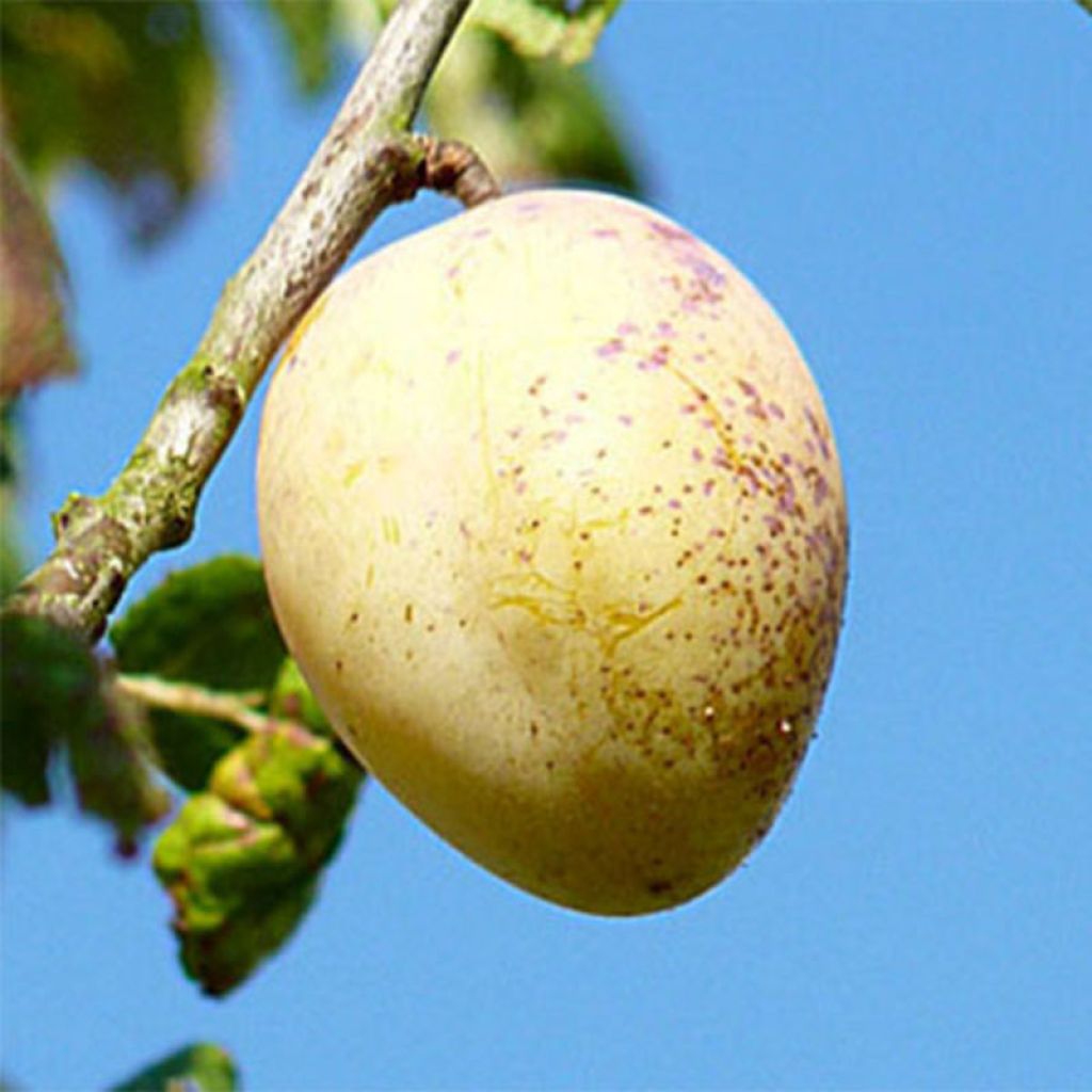 Prunier Quetsche Blanche de Létricourt