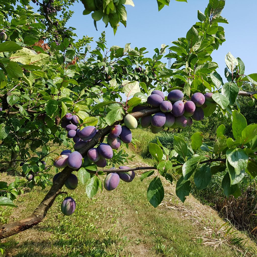 Prunier, Quetsche italienne - Prunus domestica Belle De Louvain Buisson en racines nues