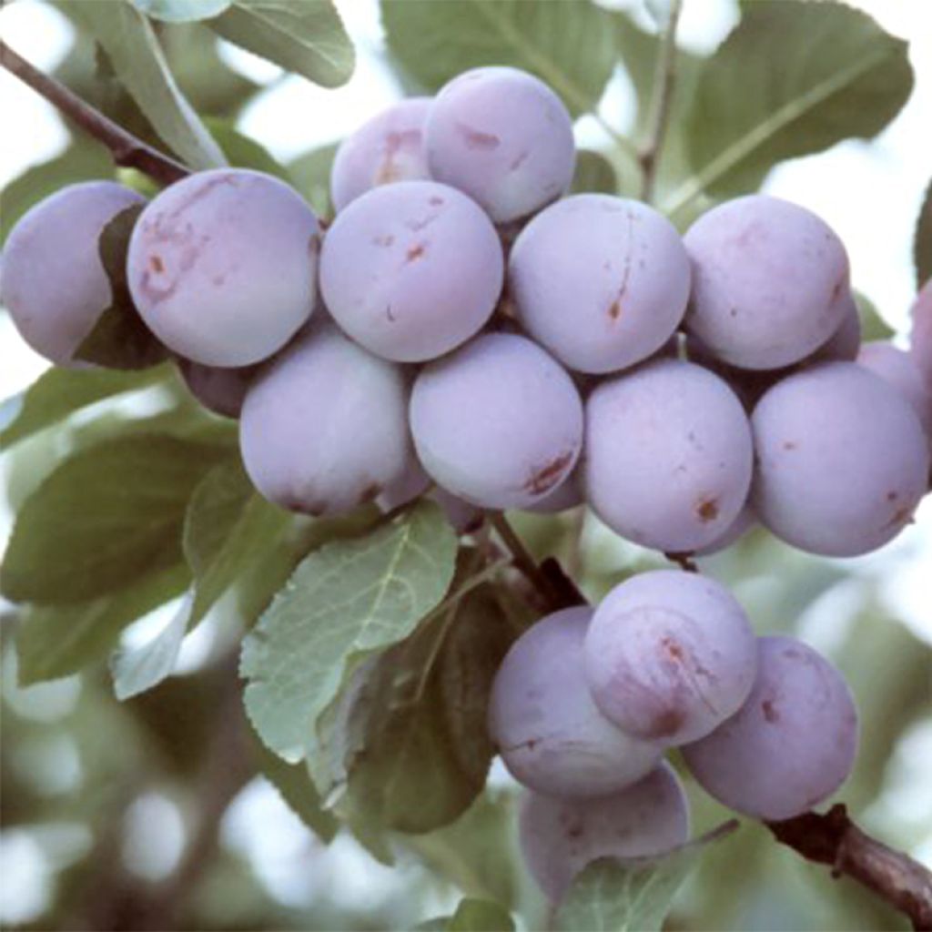 Prunier Reine Claude d'Althan (violette) Bio - Prunus domestica