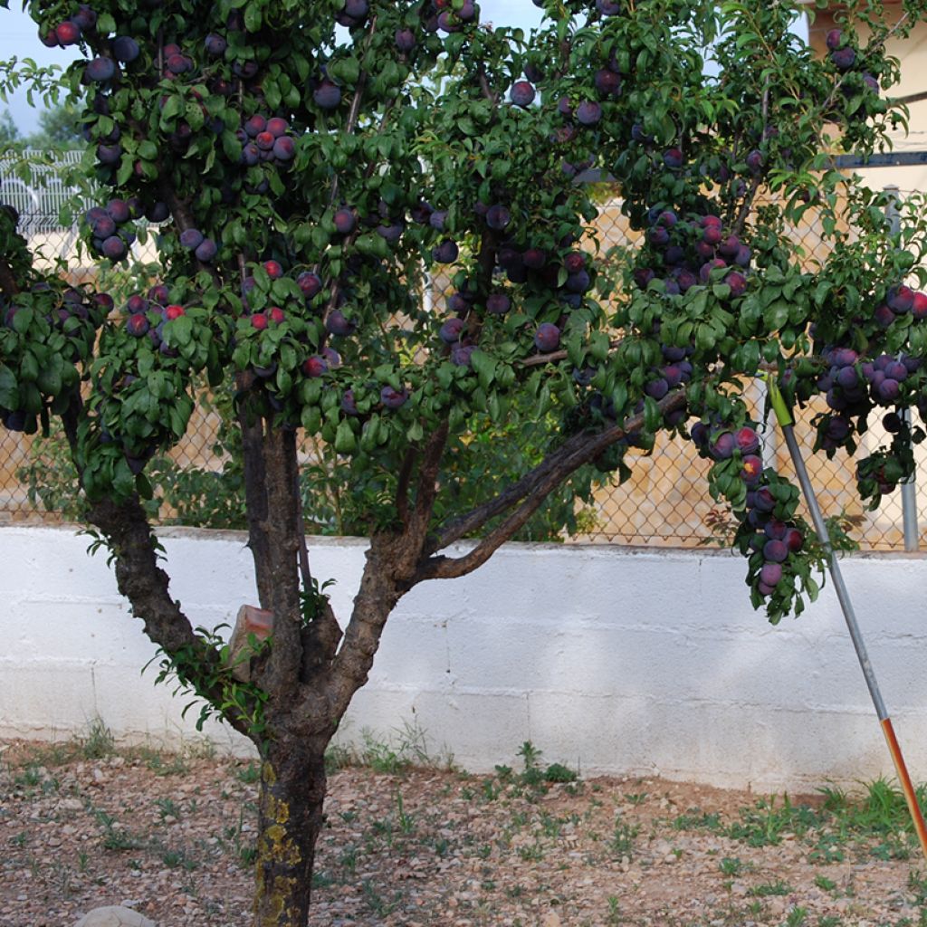 Prunier japonais Black Amber - Prunus salicina
