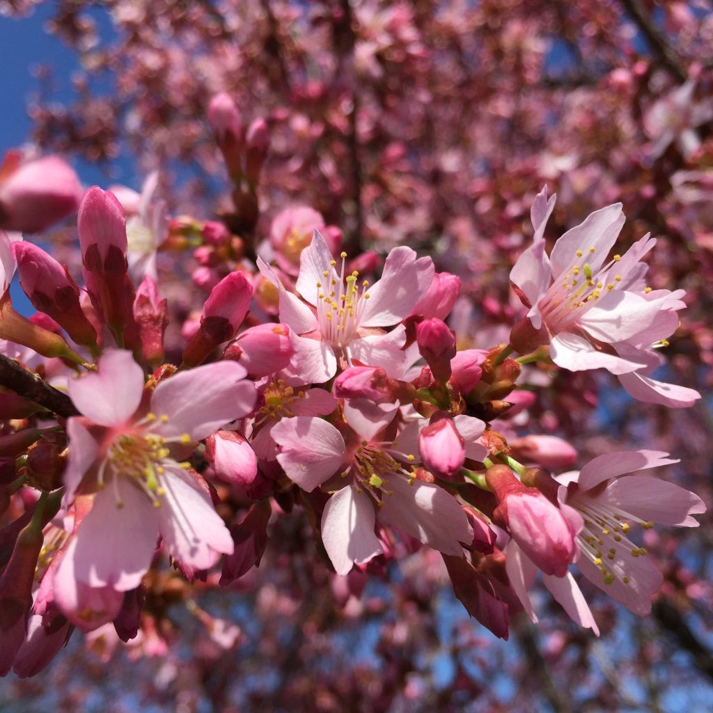 Prunus Okame - Cerisier à fleurs du Japon