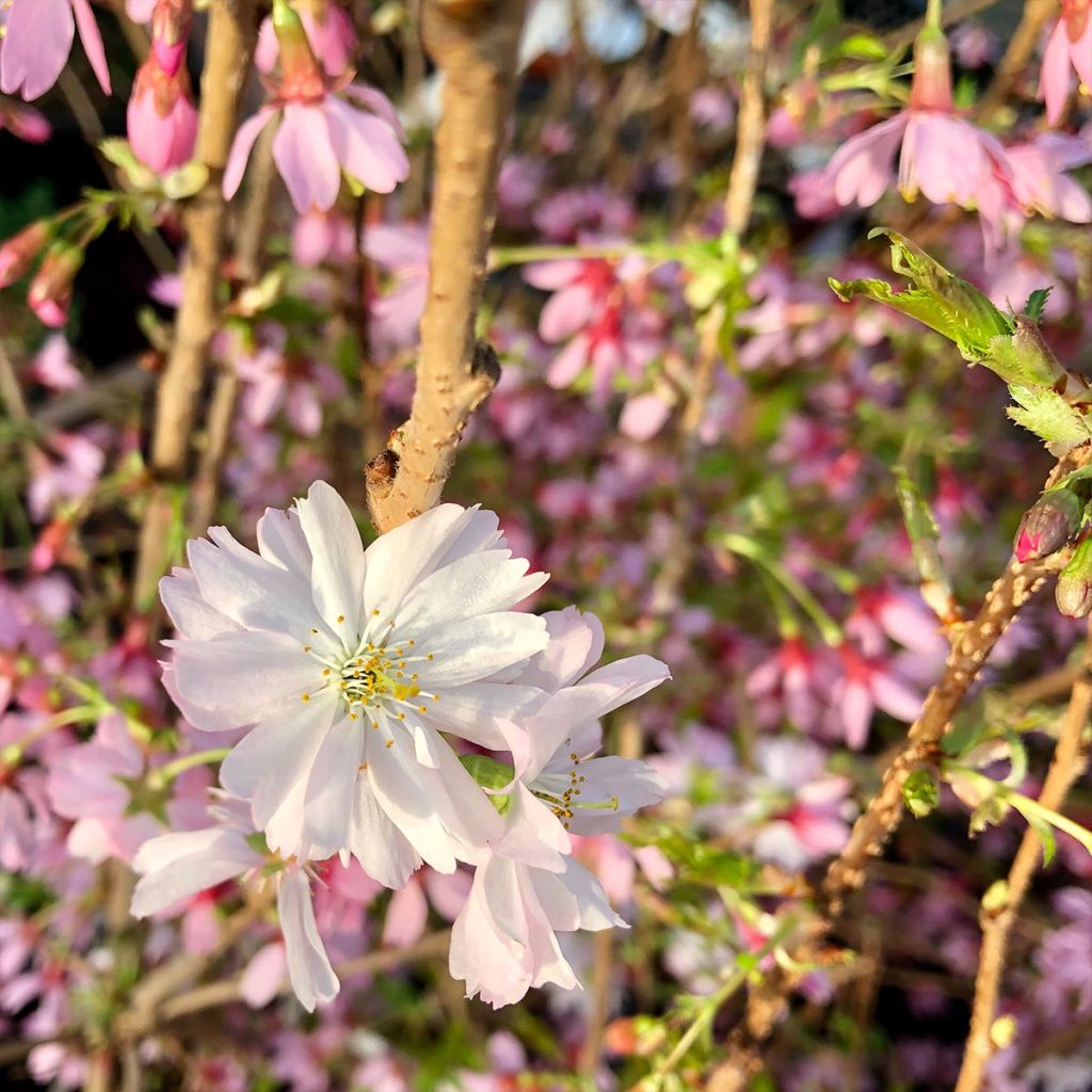 Prunus Okame - Cerisier à fleurs