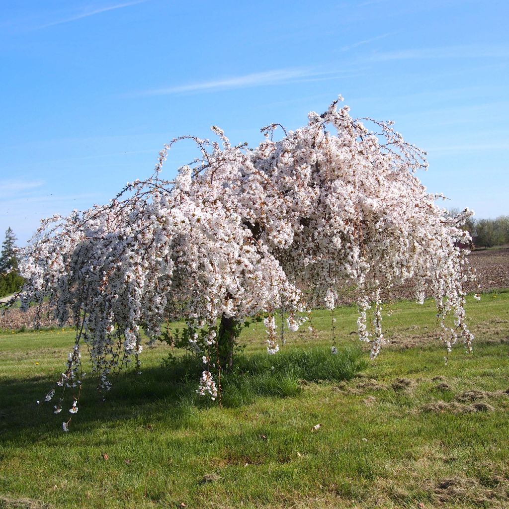 Cerisier à fleurs - Prunus Snow Fountains