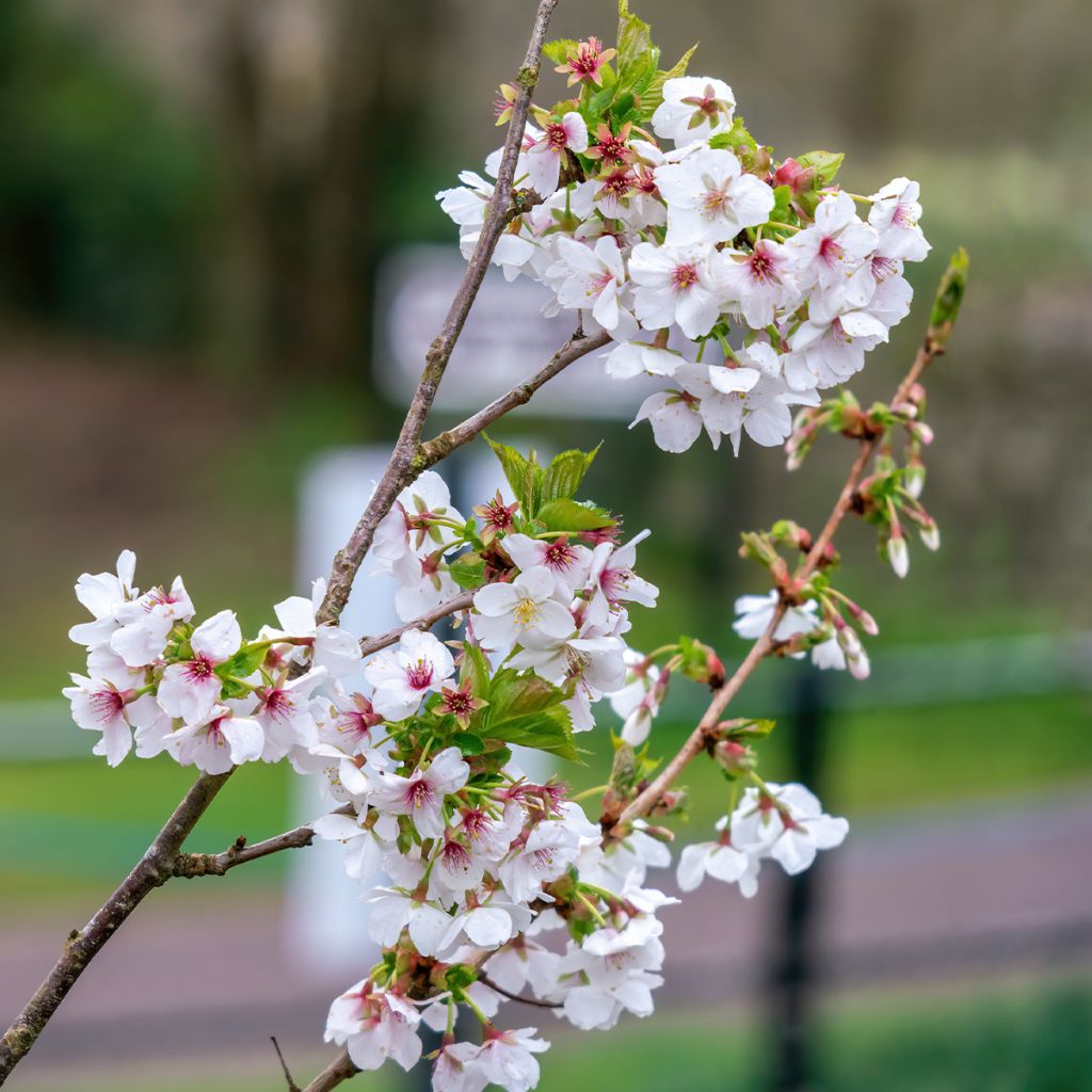 Cerisier à fleurs - Prunus Umineko