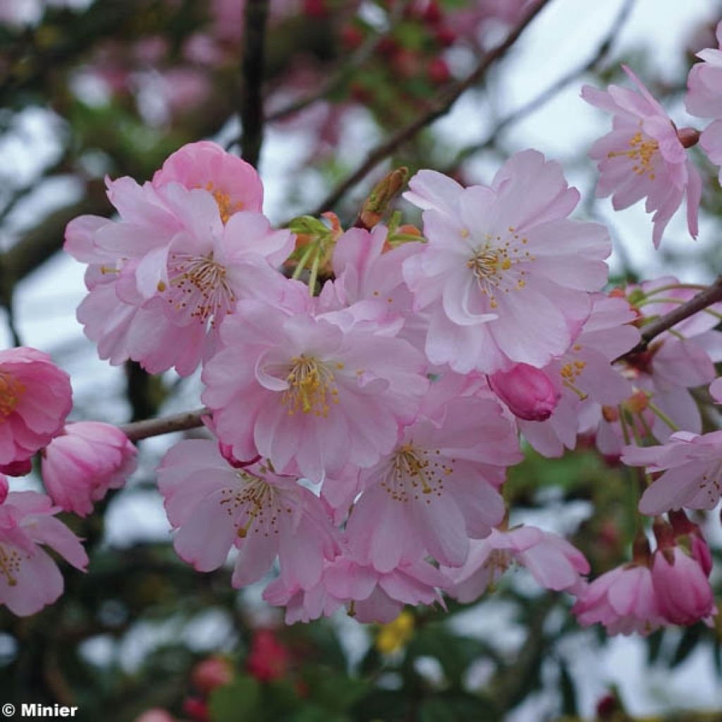 Cerisier à fleurs du Japon - Prunus Accolade