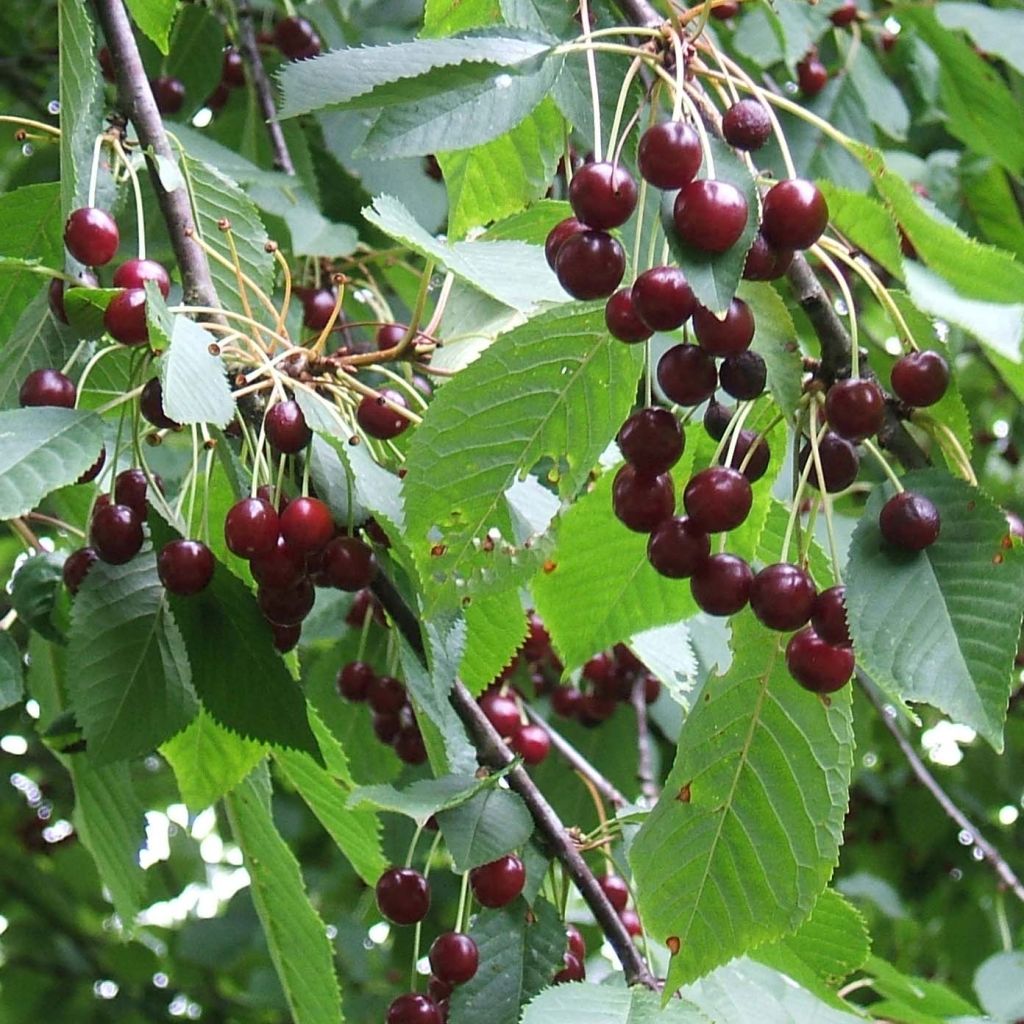 Cerisier Bigarreau Moreau - Prunus avium