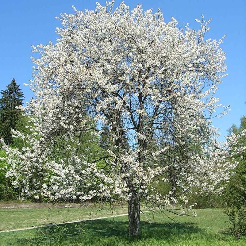 Cerisier Bigarreau Moreau - Prunus avium