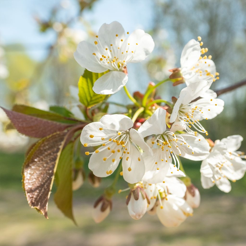 Cerisier - Prunus avium Schneiders Späte Knorpelkirsche Buisson en pot de 4l/5l