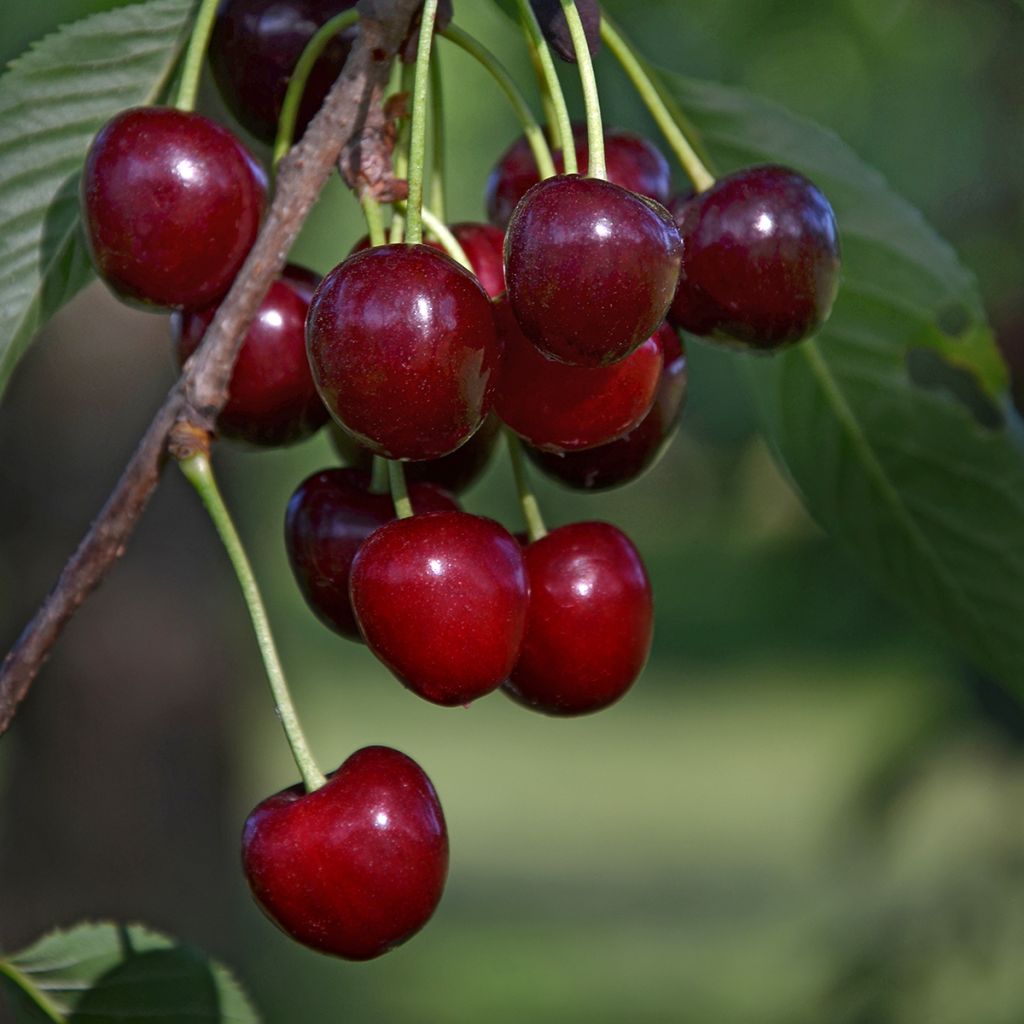 Cerisier nain Carmine Jewel - Griottier