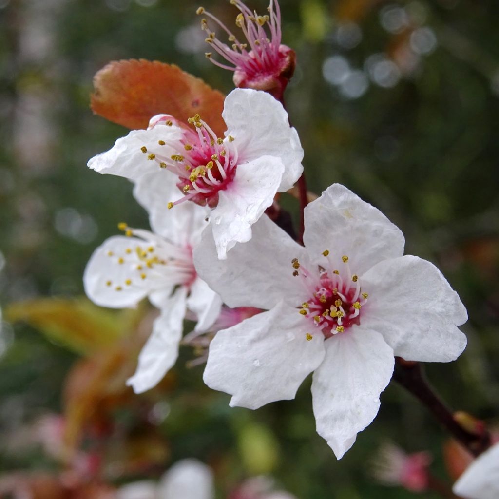 Prunier myrobolan - Prunus cerasifera Pissardii