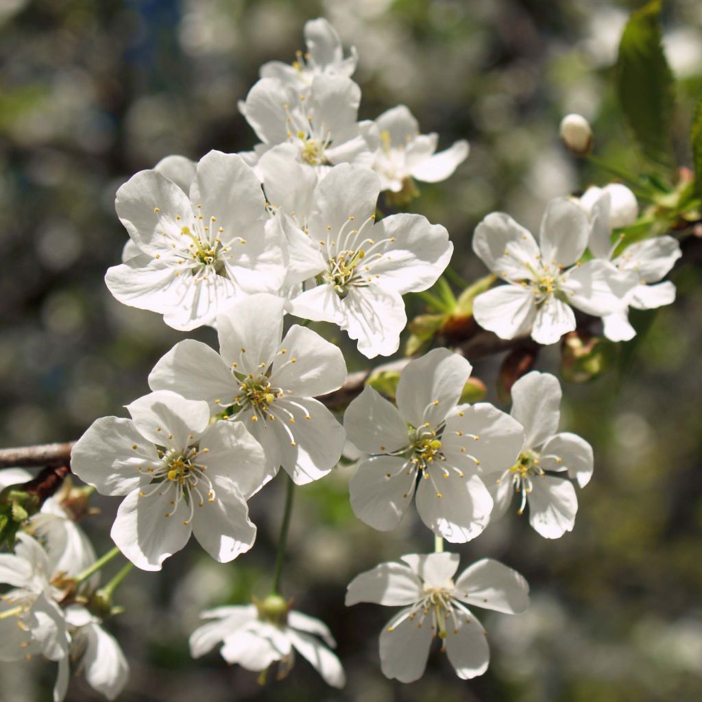 Cerisier Anglaise Hâtive - Prunus cerasus