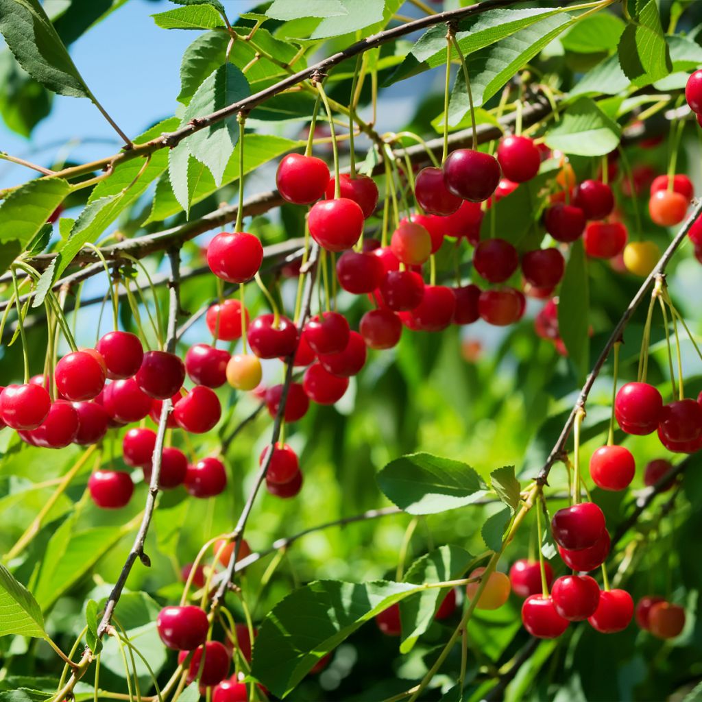 Acheter L'ARBRE VERT Détergent liquide biologique fraîcheur végétale (2L)