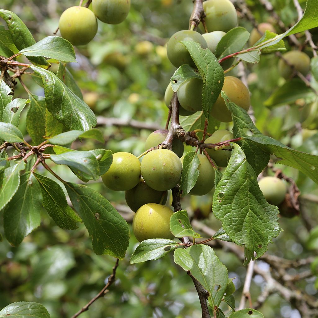 Prunier - Prunus domestica Reine Claude Moissac