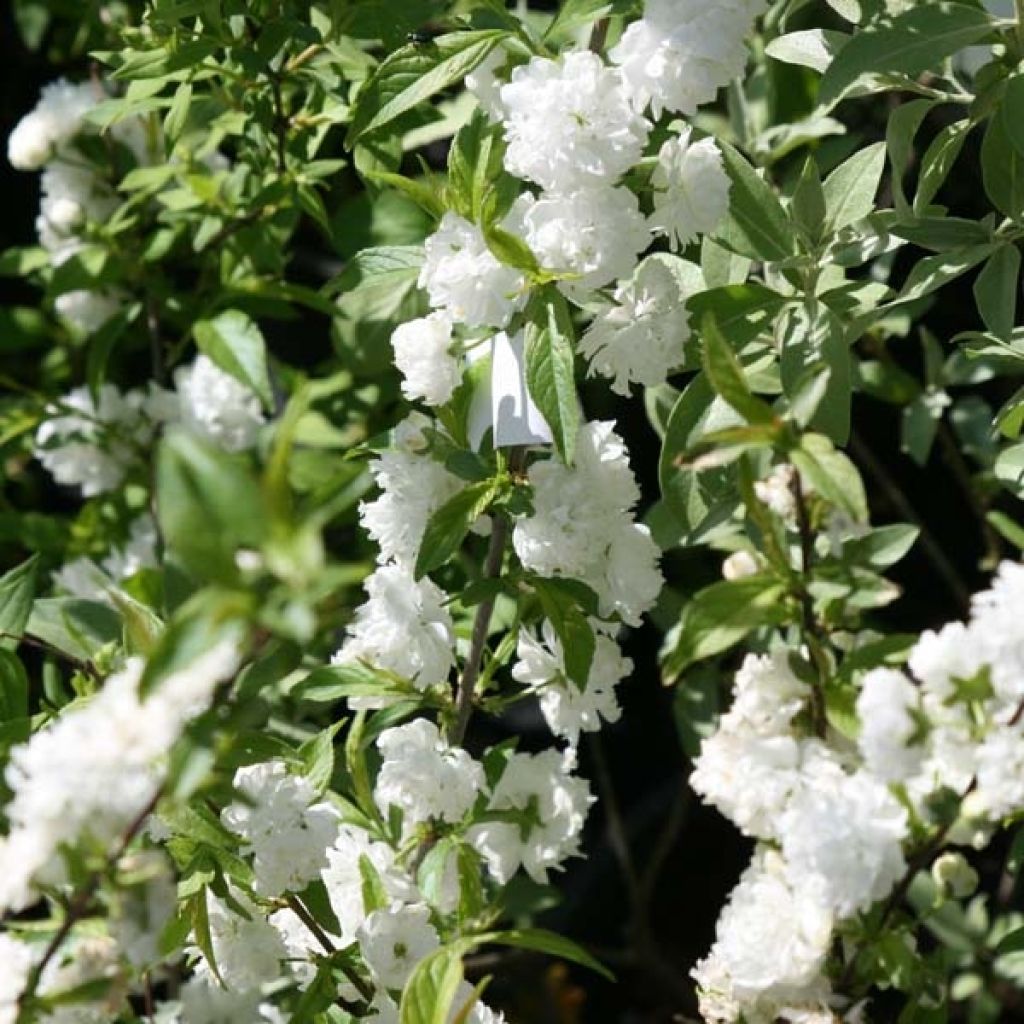 Cerisier à fleur, Prunus glandulosa Alba Plena