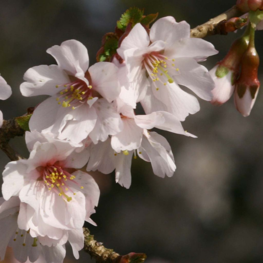 Cerisier à fleurs du Japon nain - Prunus incisa Mikinori