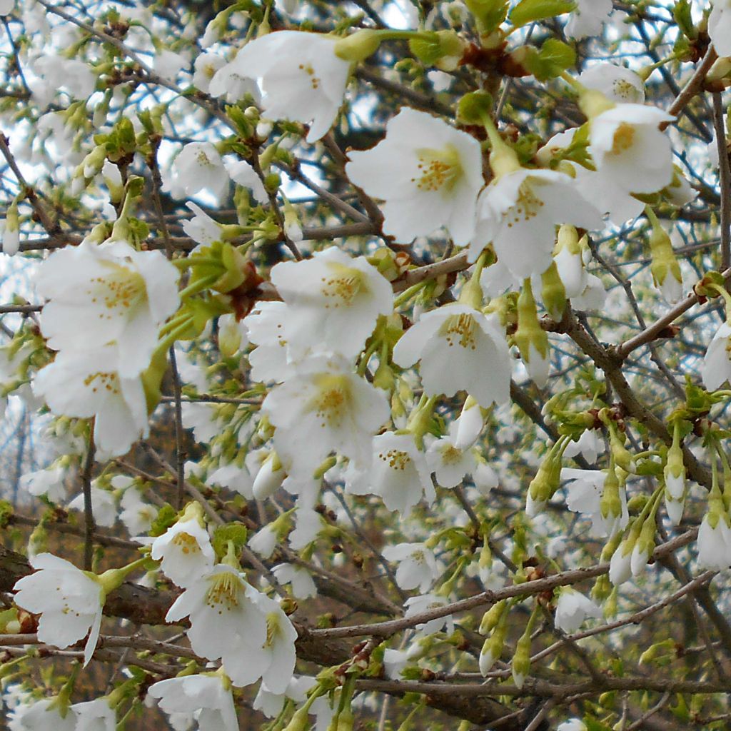 Cerisier à fleurs du Japon nain - Prunus incisa Yamadei
