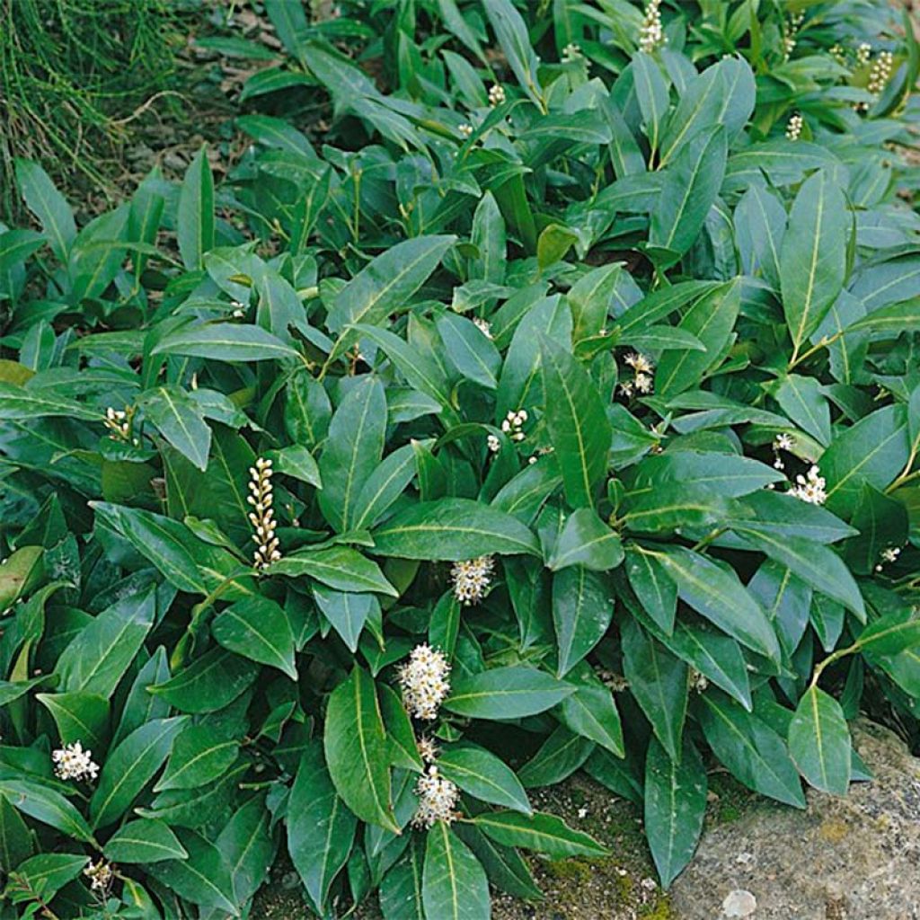 Laurier cerise - Prunus laurocerasus Herbergii 40/60cm en pot de 3.5L