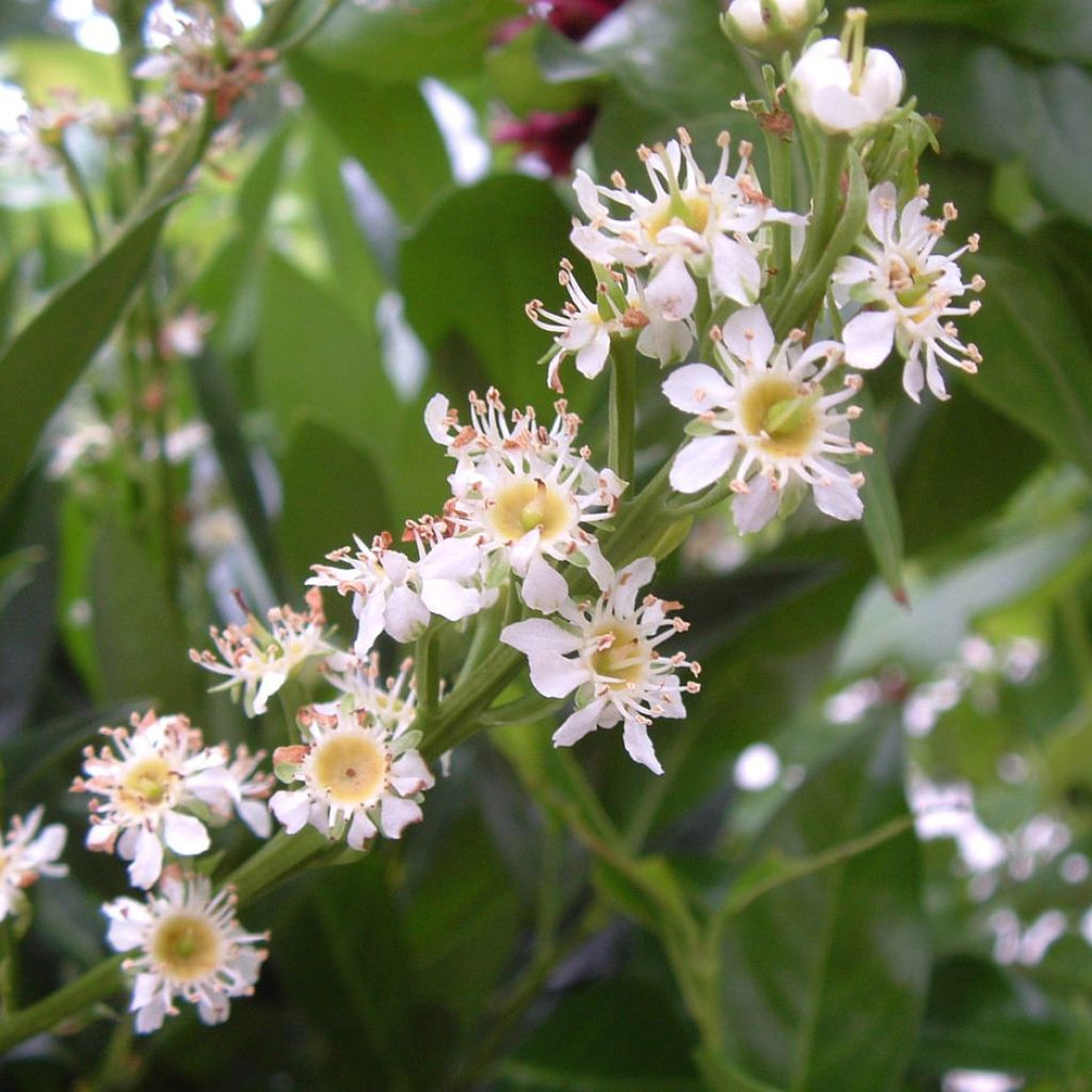 Laurier cerise - Prunus laurocerasus Otto Luyken 