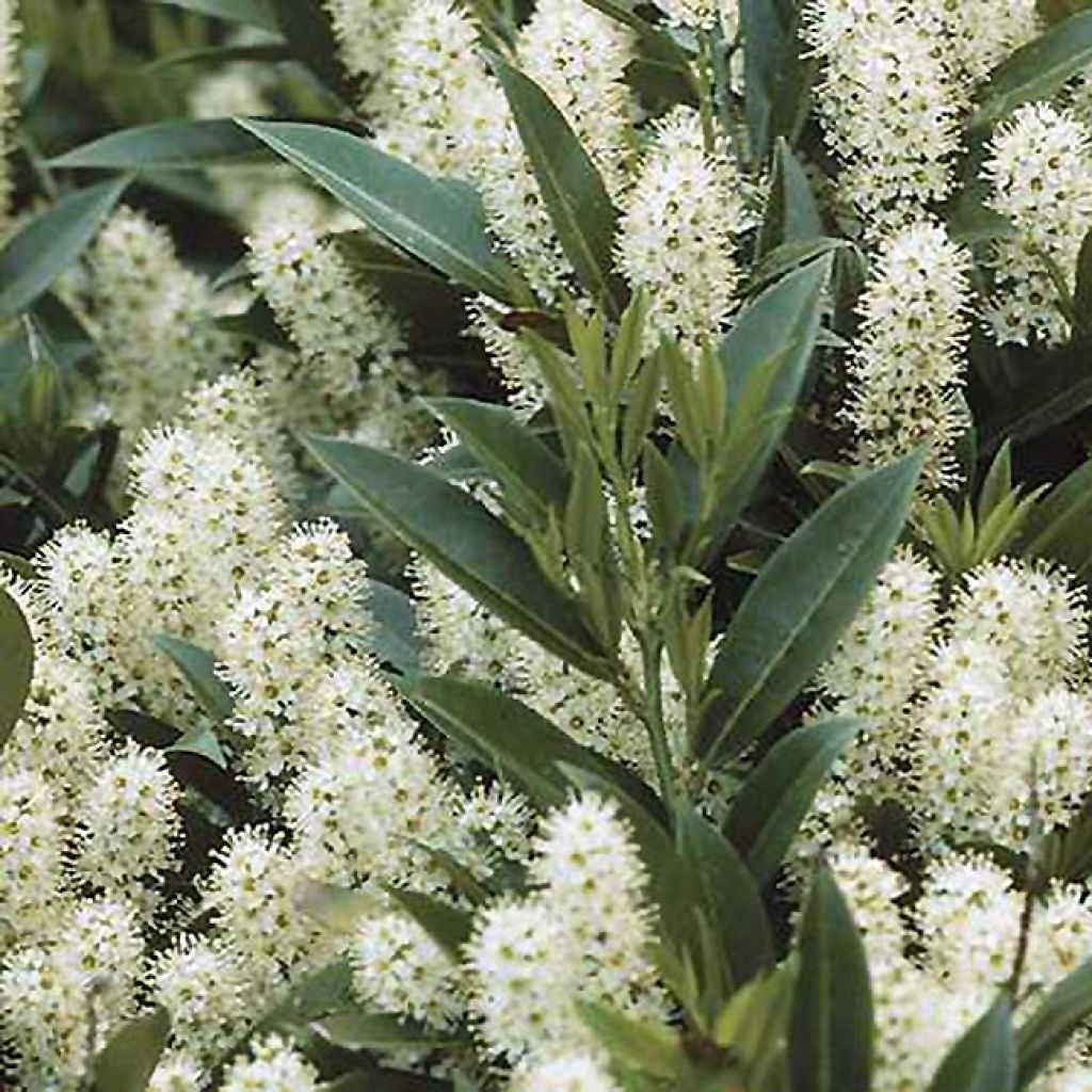 Laurier Cerise Zabeliana, Prunus laurocerasus Zabeliana