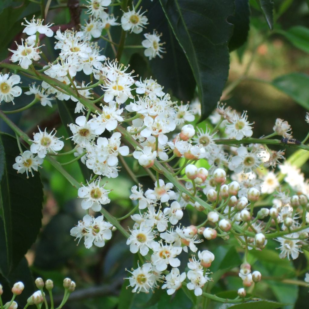 Laurier du Portugal - Prunus lusitanica