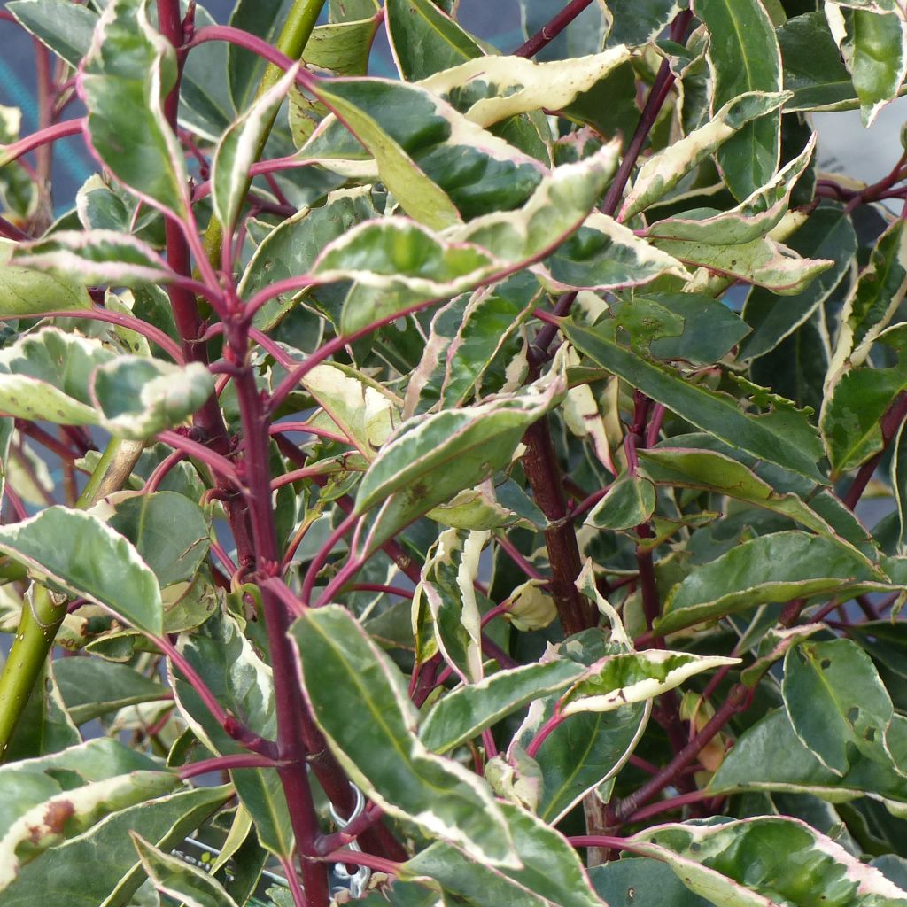Laurier du Portugal panaché - Prunus lusitanica Variegata