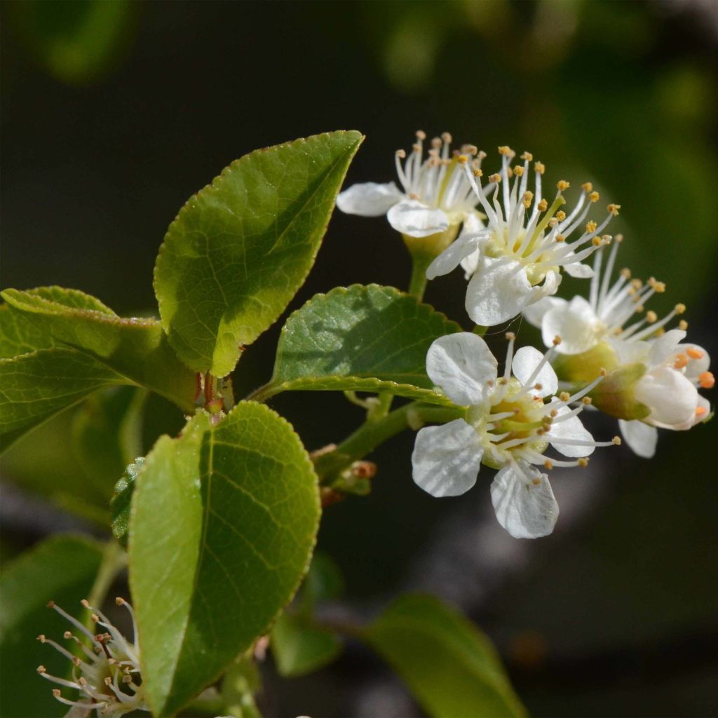 Prunus mahaleb - Bois de sainte Lucie