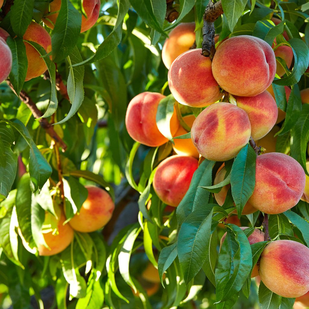 Pêcher Fertile de Septembre - Prunus persica Buisson en racines nues