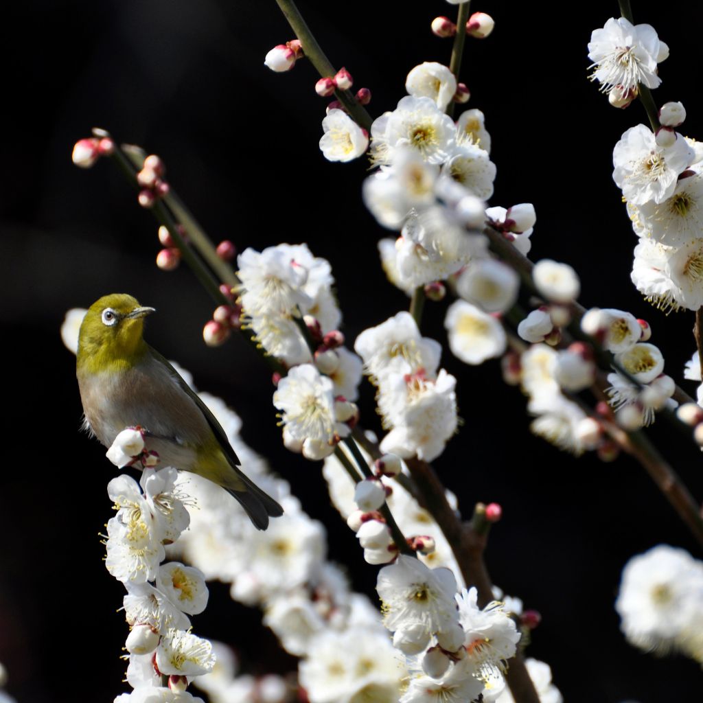 Prunus persica Taoflora White - Pêcher à fleurs blanches