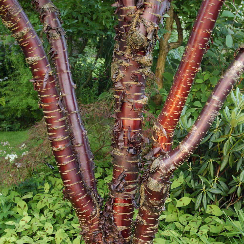 Prunus serrula Amber Scots - Cerisier du Tibet 